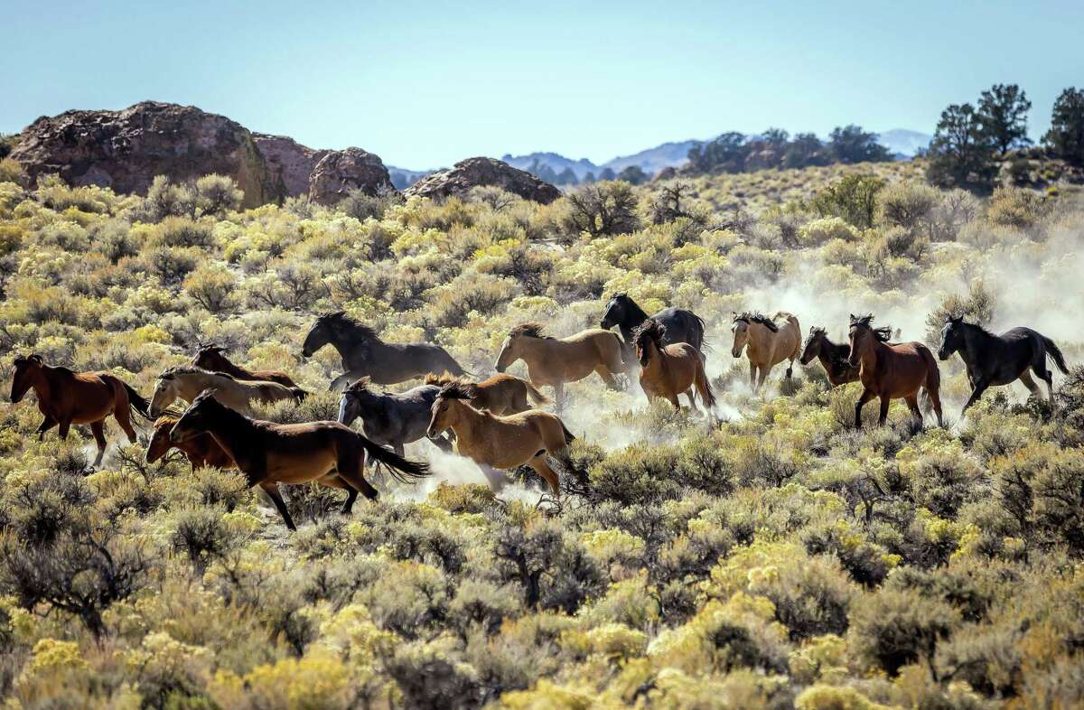 A herd of wild horses just moved into this iconic California destination A herd of wild horses just moved into this iconic California destination