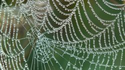 Cobweb Morgentau Dew · Free photo on Pixabay