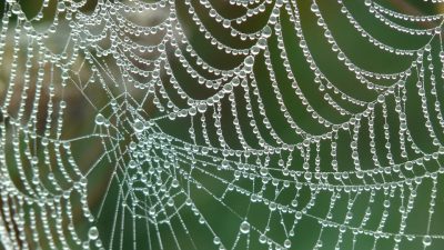 Cobweb Morgentau Dew · Free photo on Pixabay