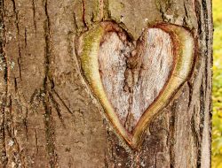 Loyalty Rewards Wwe 2k22 Unlock Exclusive In-game Perks