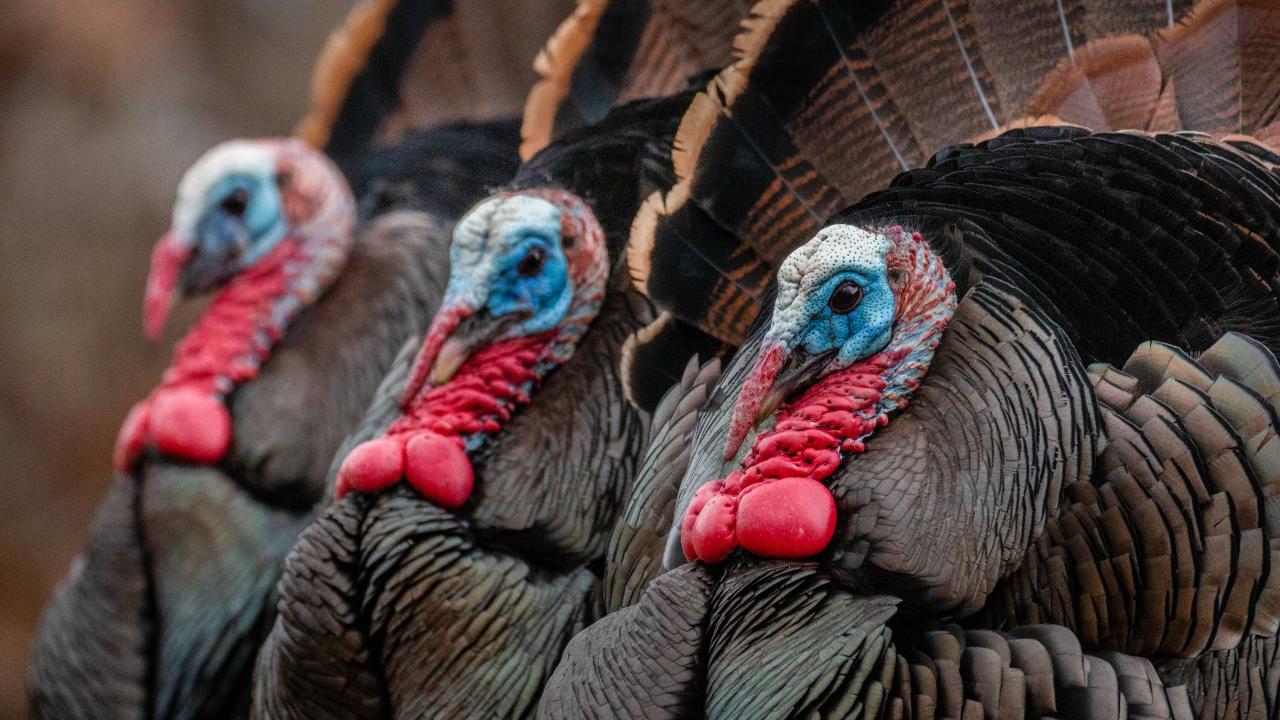 How Wild Turkeys Find Love - The New York Times How Wild Turkeys Find Love - The New York Times