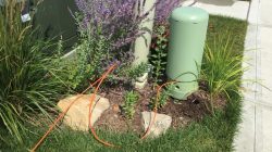 Backyard Neophyte Landscaping Blog: August 2015