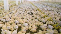 Factory direct hardware